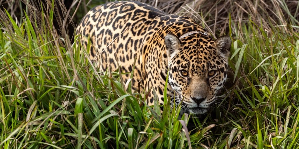 Puma Rewilding Argentina