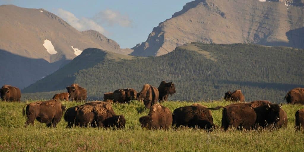 Olson Bison Rewilding Project