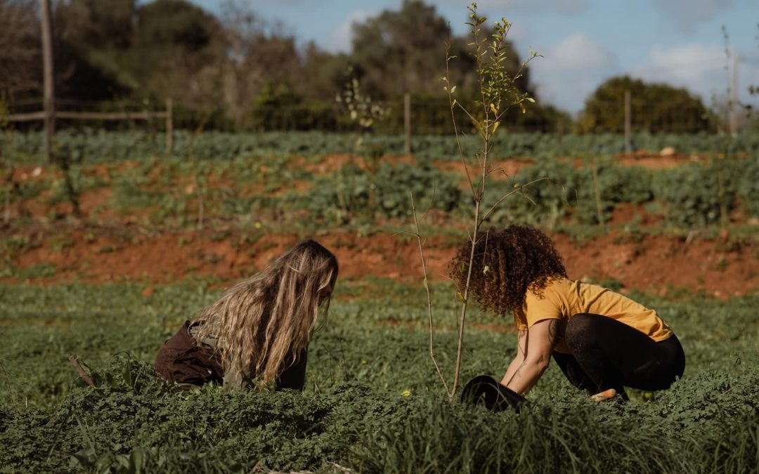 Planting credit Reflorestar