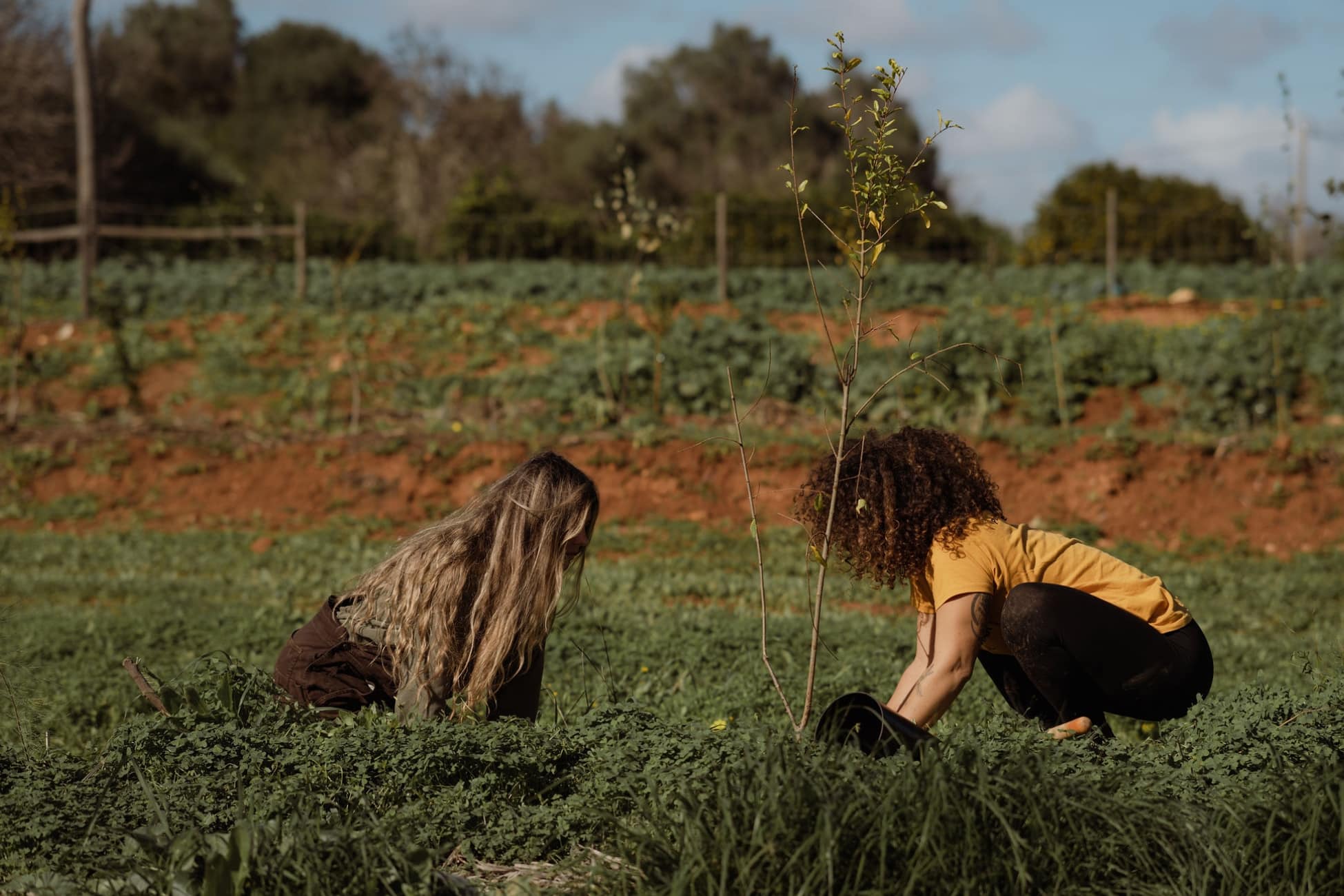 Reflorestar Portugal: Empowering communities to think like a forest