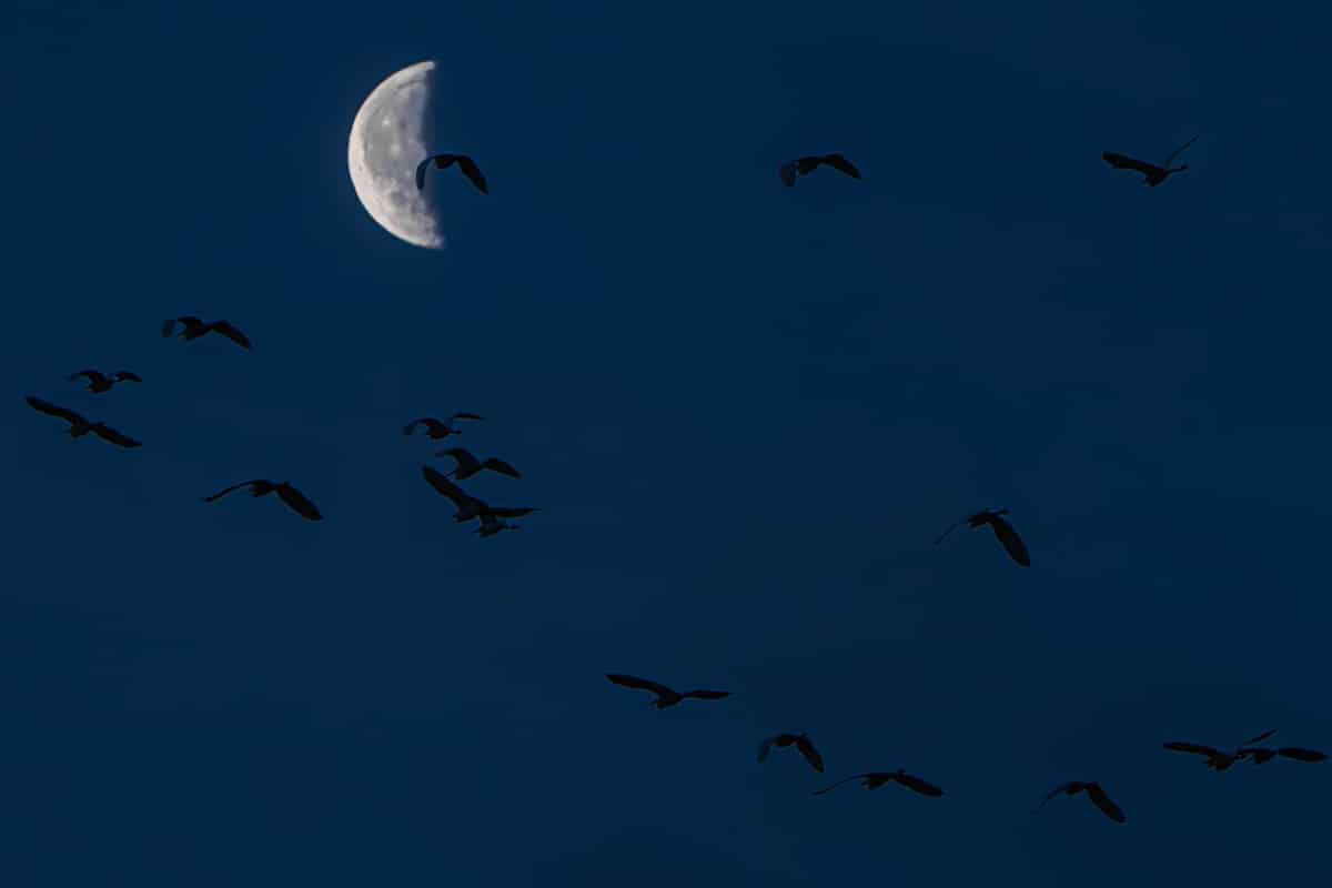 Little Egrets at the Athelney site. Photo credit: Medard Sandor.