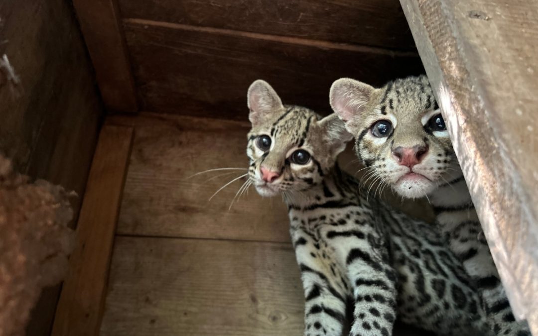 Two rescued ocelots in wooden area. Photo credits: Selva Teenek