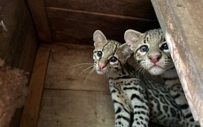 Selva Teenek: A Beacon for Wildlife Rescue in the Huasteca