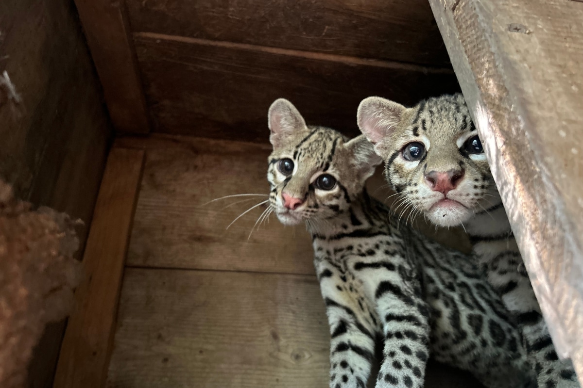 Selva Teenek: A Beacon for Wildlife Rescue in the Huasteca