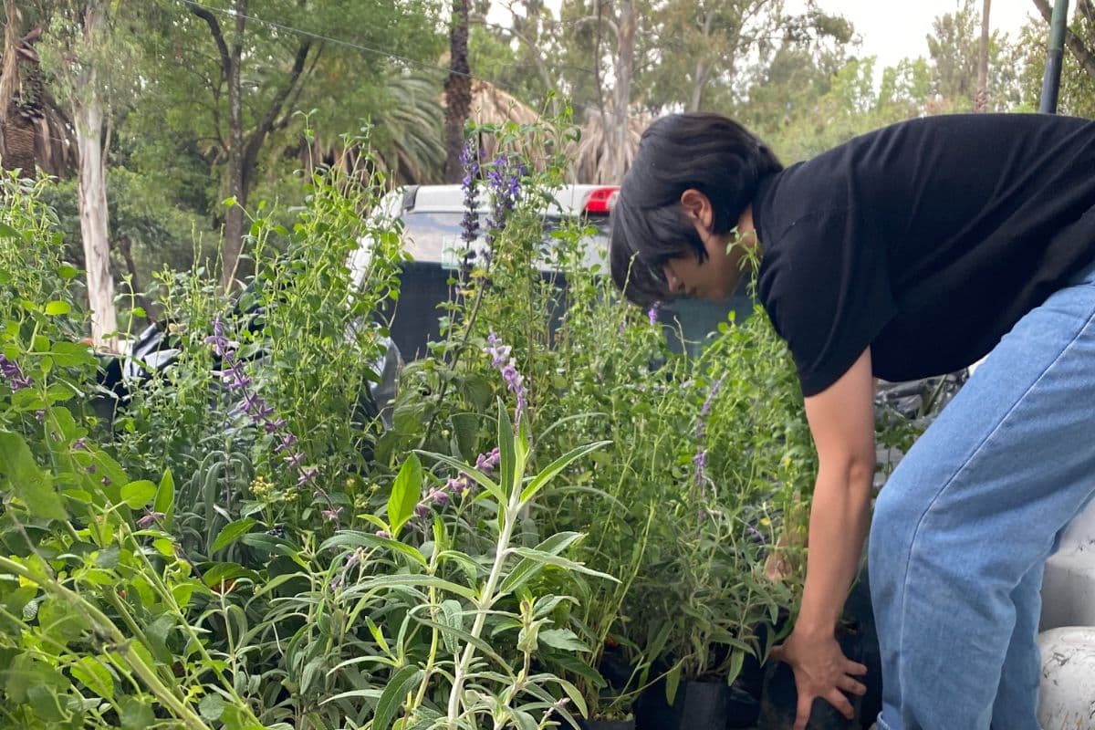 Taashii: Bringing Urban and Community-Led Rewilding to Mexico
