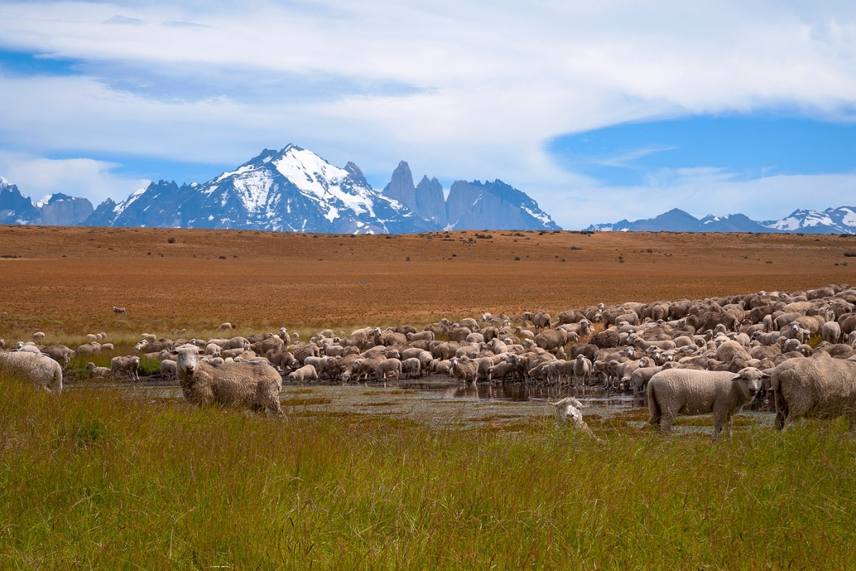 Sheep rancher patagonia, credit Fundacion Cerro Guido Conservacion