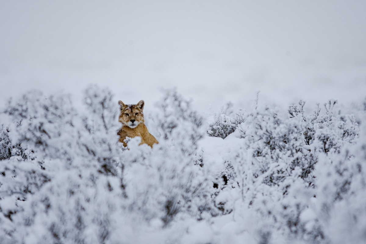 Puma in the snow credit Fundacion Cerro Guido Conservacion