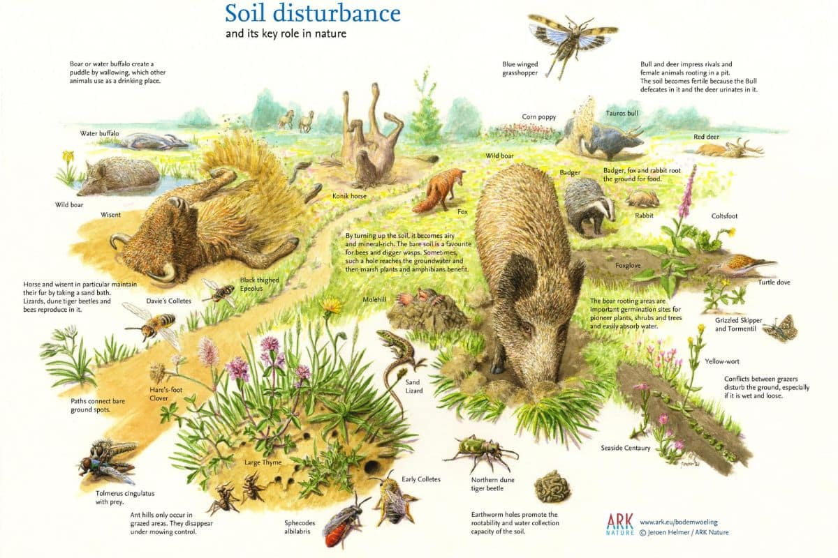 Jeroen represents how soil disturbance by species such as wild boar and large herbivores enhances the functionality of the soil and supports countless species. Credits: Jeroen Helmer, ARK Nederland