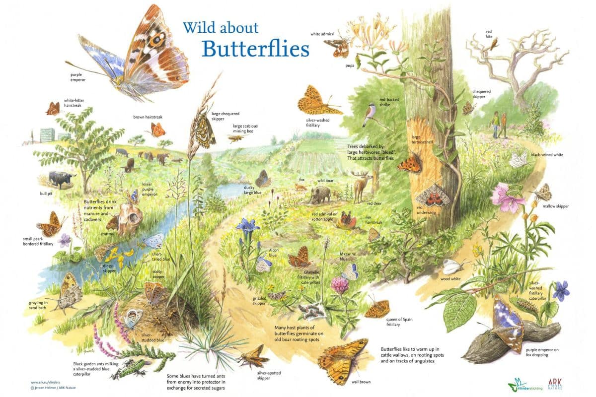 Wild about Butterflies. Making the invisible visible. Credits: Jeroen Helmer, ARK Nederland