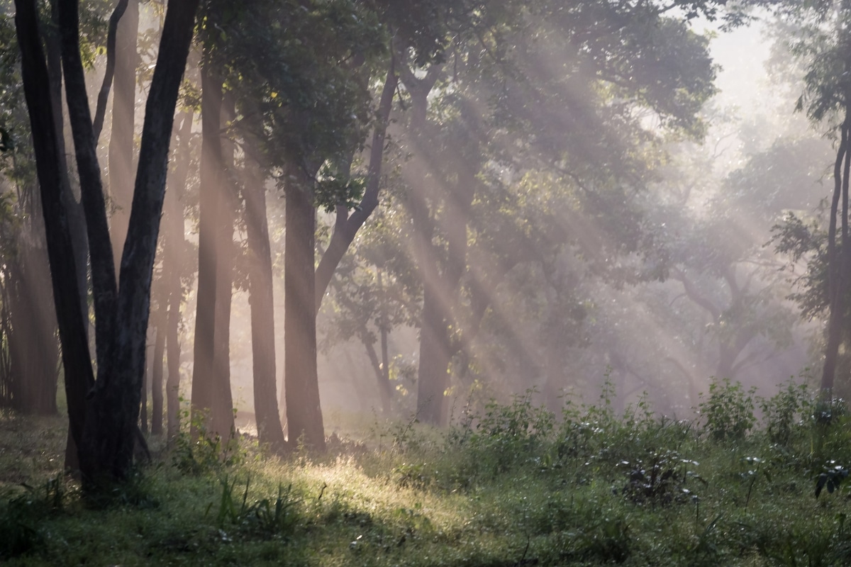 sunlight through the trees in a forest