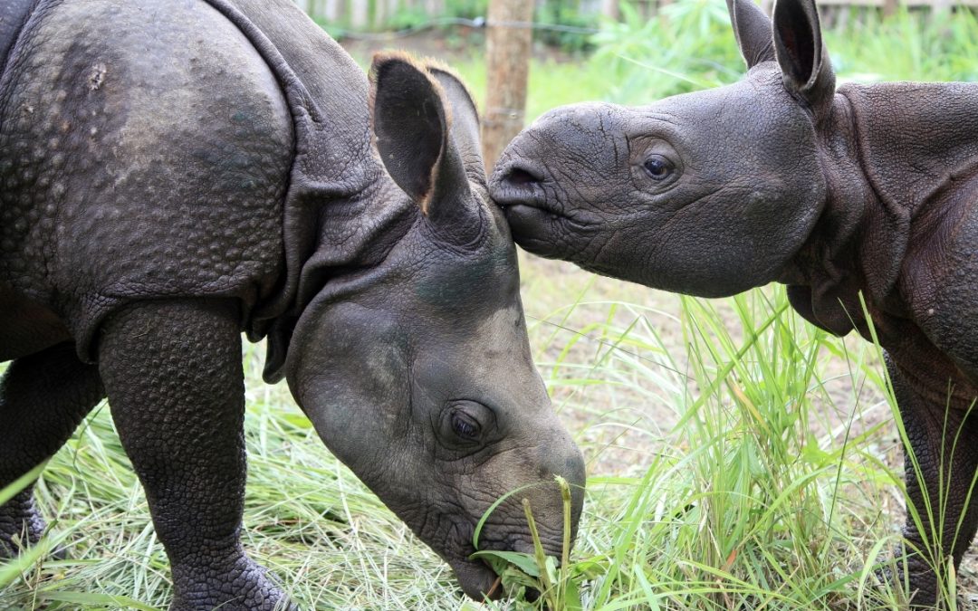 IFAW: A Lifeline for Rewilding Worldwide