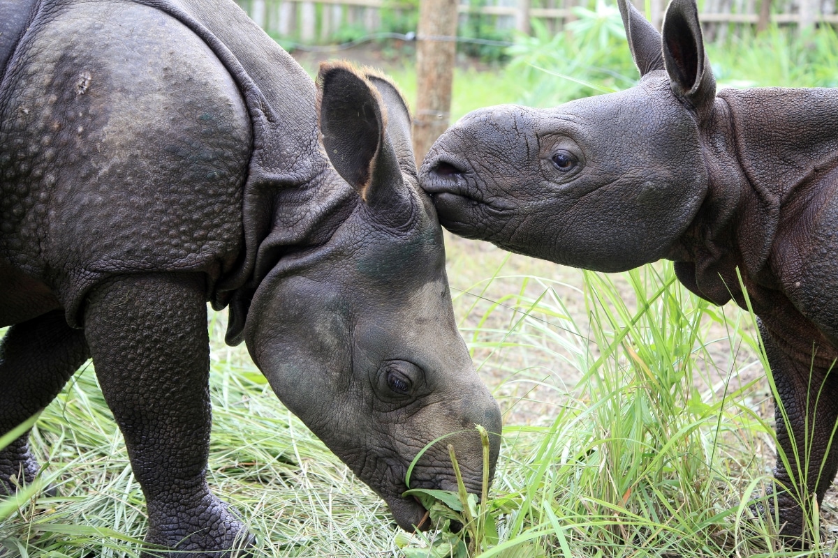 IFAW: A Lifeline for Rewilding Worldwide