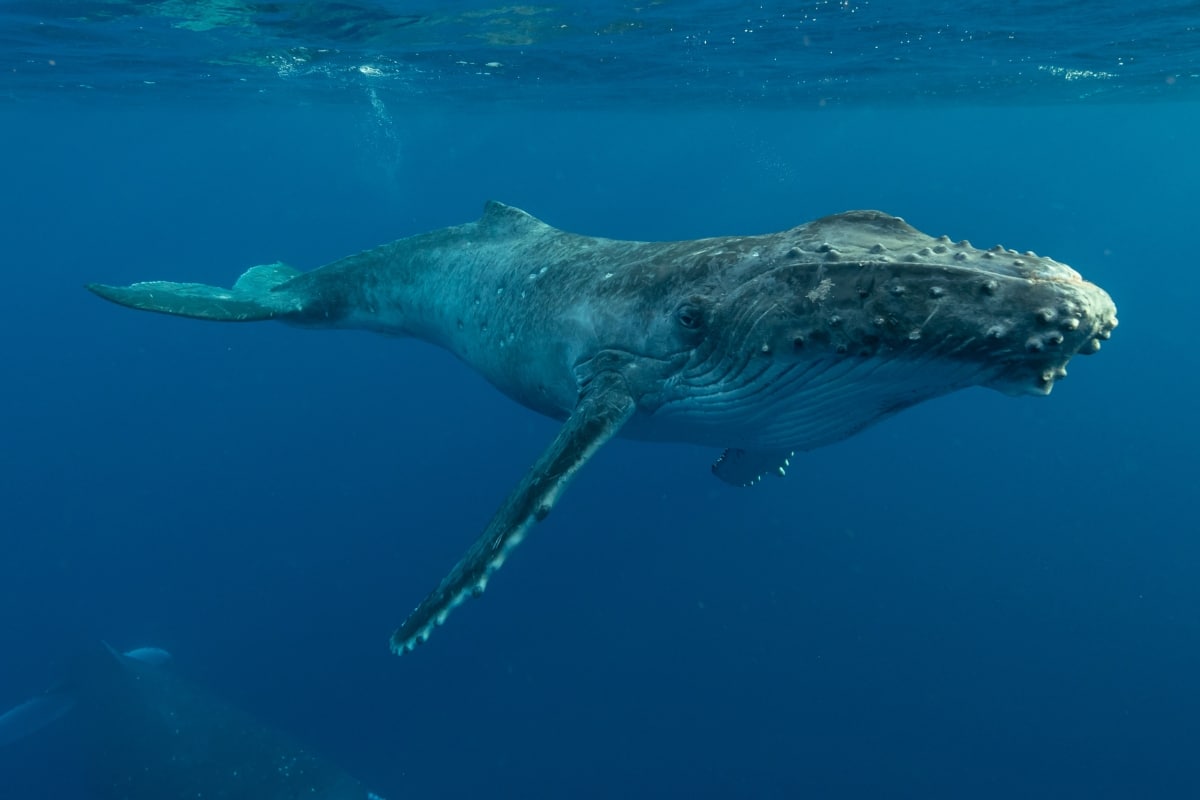 Whale credit UWPhotog from Getty Images
