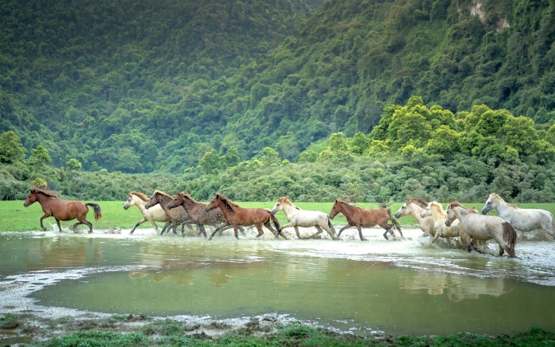 Herd of horses credit Quang Nguyen Vinh from Pexels