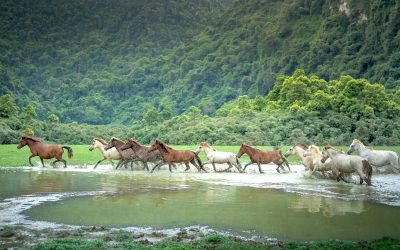 Rewilding Together – World Rewilding Day on March 20th, 2025