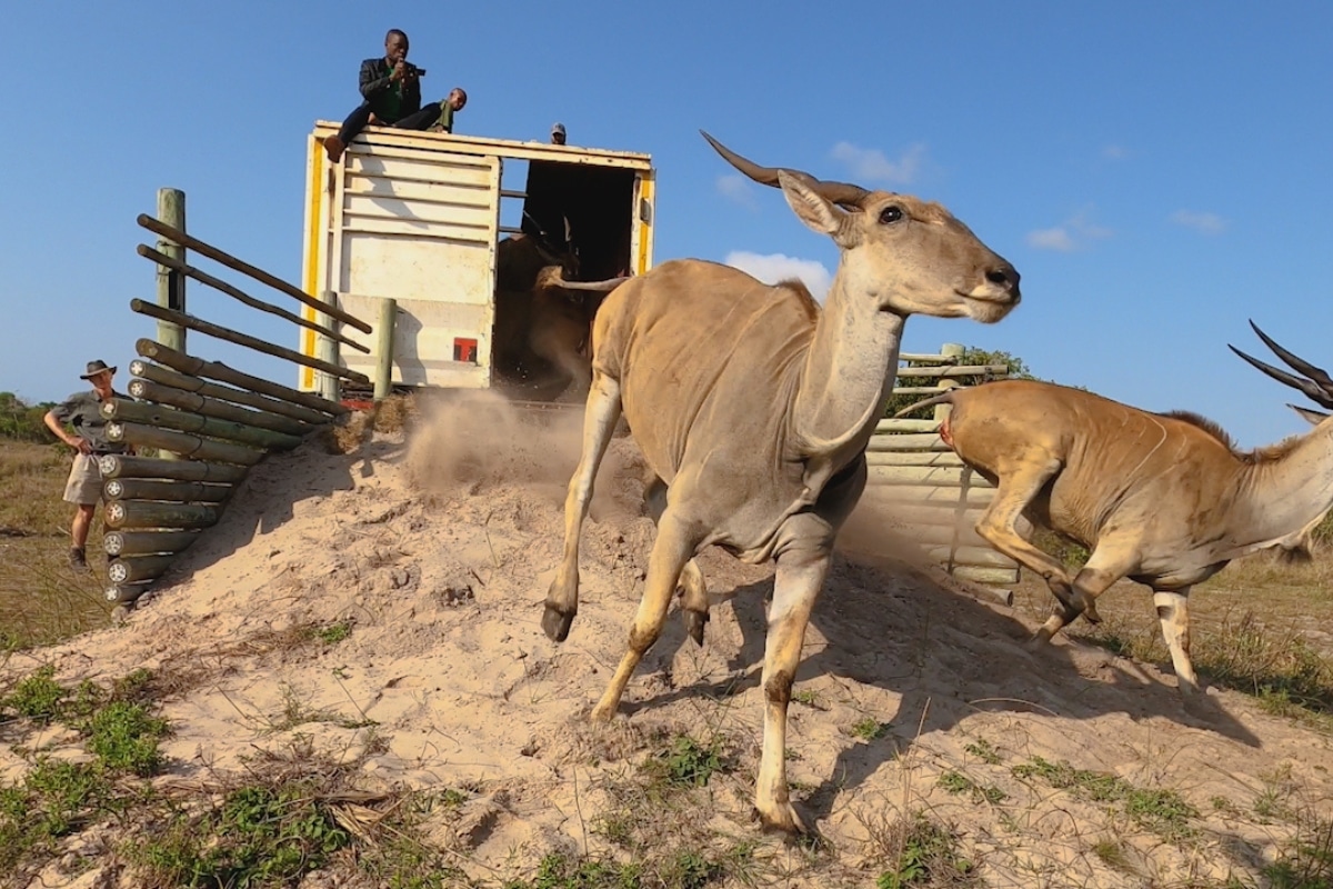 Eland Relocation, credit Peace Parks Foundation