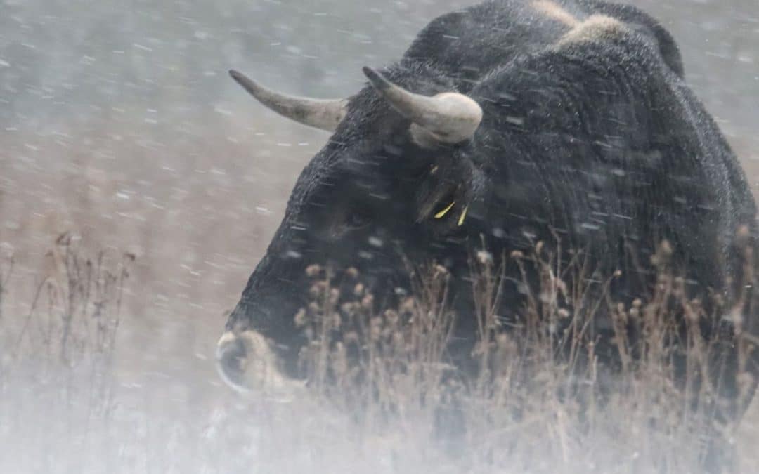Saksfjed Wilderness: The Return of Giants to Denmark