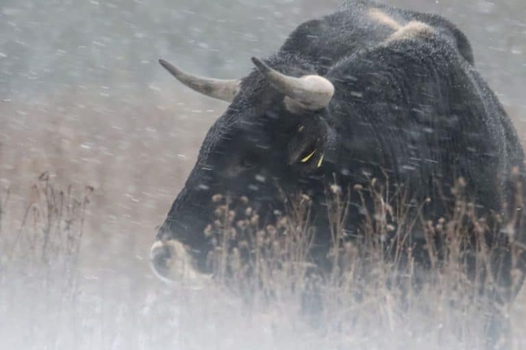 In Saksfjed Vildmark, Tauros bulls have been released - the bull that is closest to the extinct aurochs. Photo: Hempel Fonden/Frederik Josefsen.