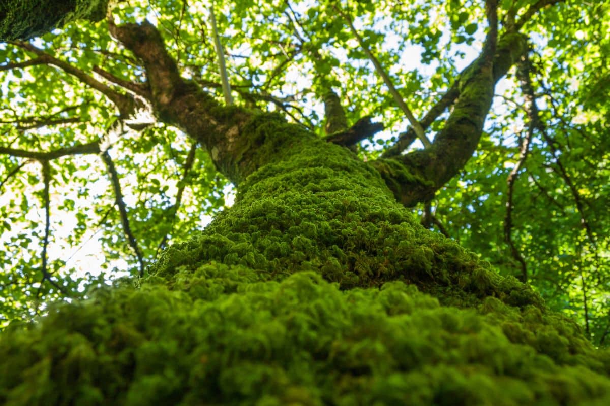 tree
