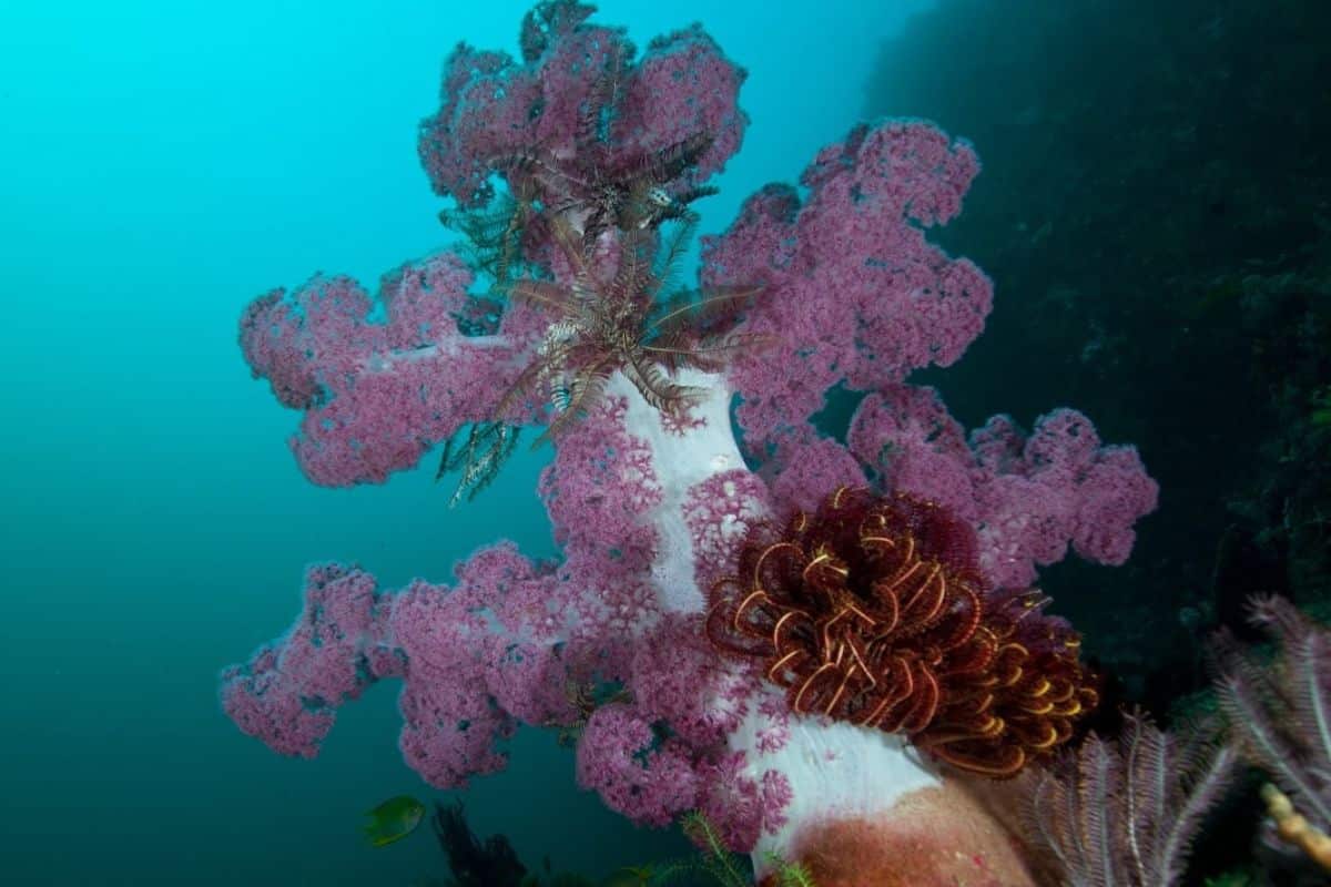 Meet the blooming jewel of the reef — the Carnation Coral (Dendronephthya sp.). Credit: @luminousdeep