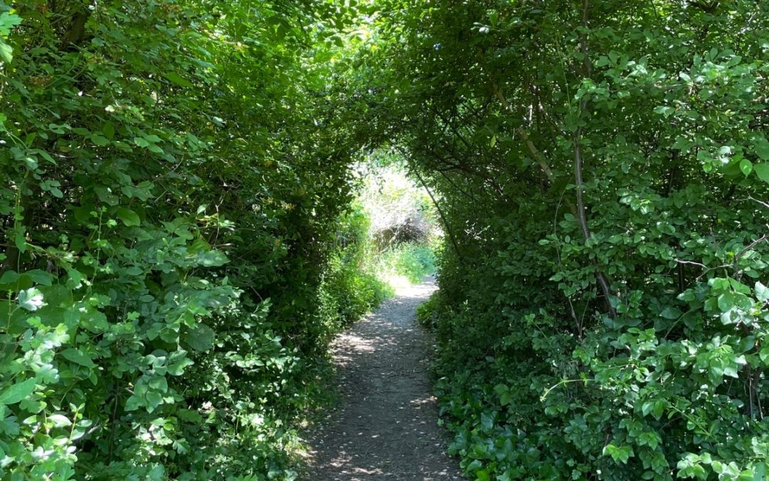 Rewilding Smell: Olfaction and Well-Being in a Rewilded Urban Green Space