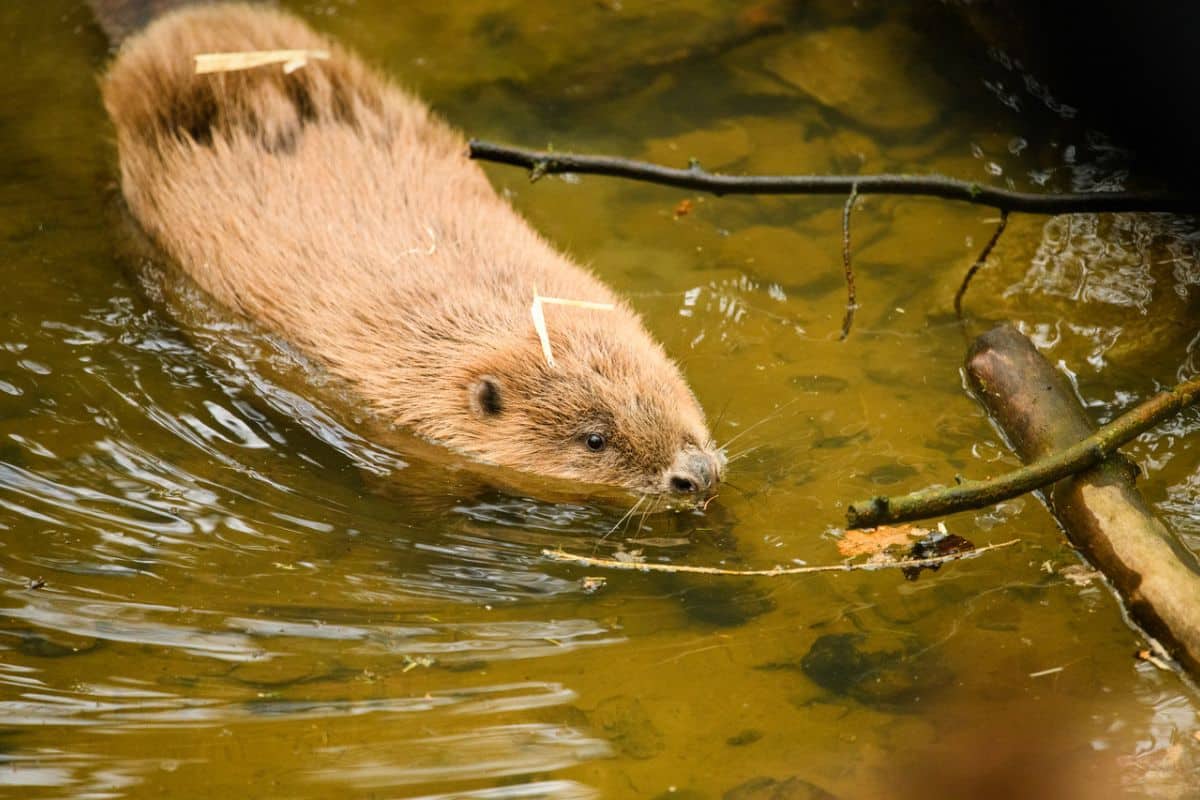 Beaver on its first day at Broughton Sanctuary. Photo Credit: Broughton Sanctuary.