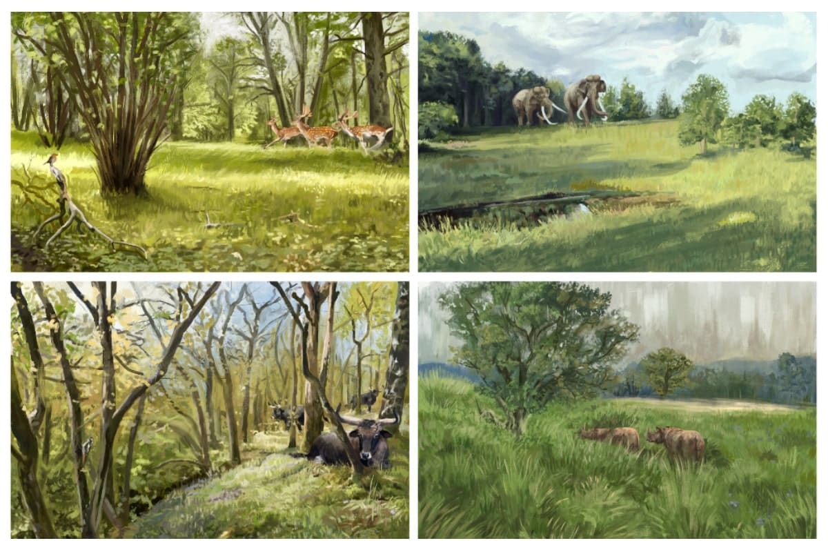 Substantial light woodland and open vegetation characterized the temperate forest biome before Homo sapiens