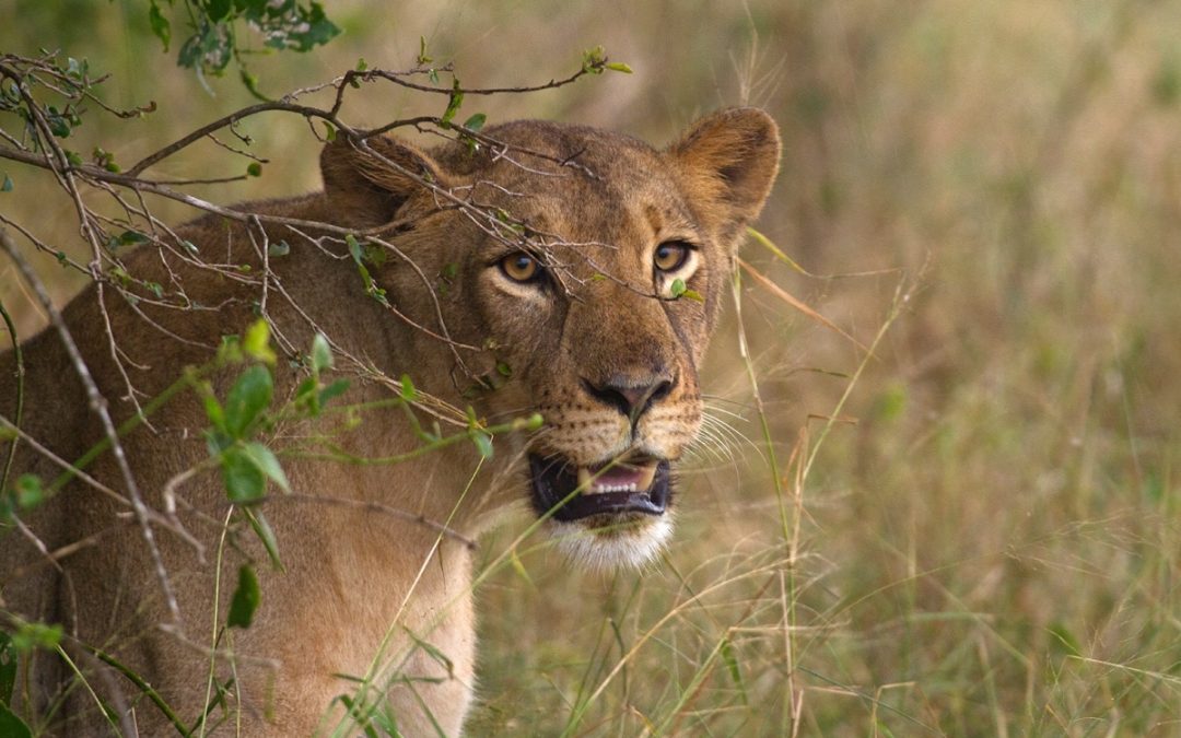 Lion, credit: Gorongosa Restoration Project