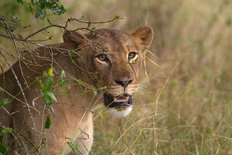 Lion, credit: Gorongosa Restoration Project
