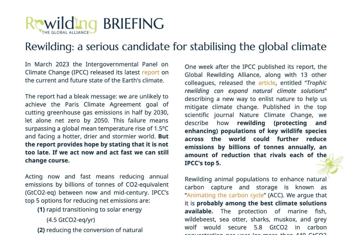 Rewilding, A Serious Candidate For Stabilising The Global Climate