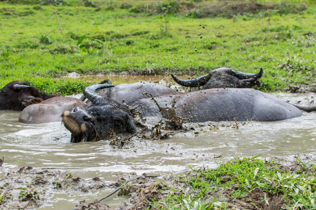 "Wallowing