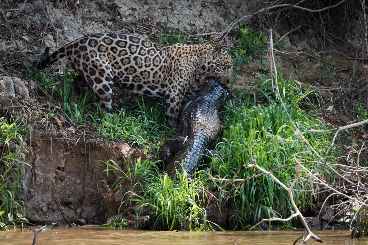 "Jaguar