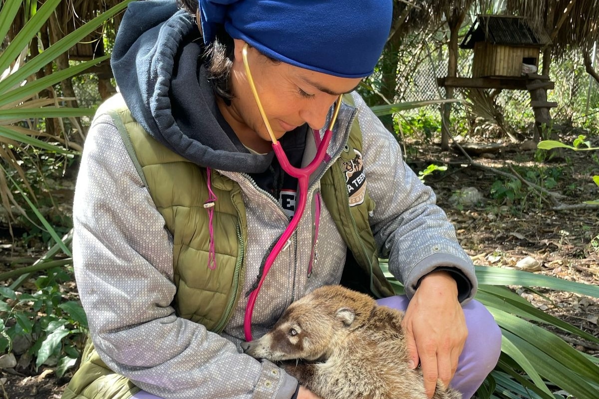 Female Carer doing medical examination of white-nosed coati (Nasua narica). Credits: Selva Teenek