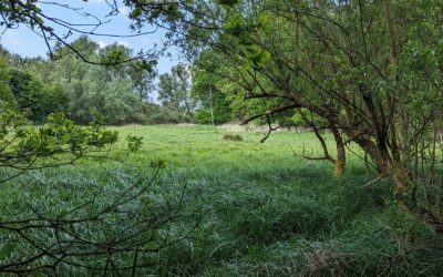 Rewilding Germany, One Stück at a Time