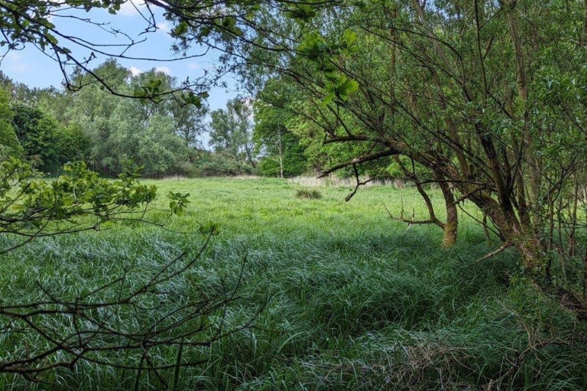 Rewilding Germany, One Stück at a Time