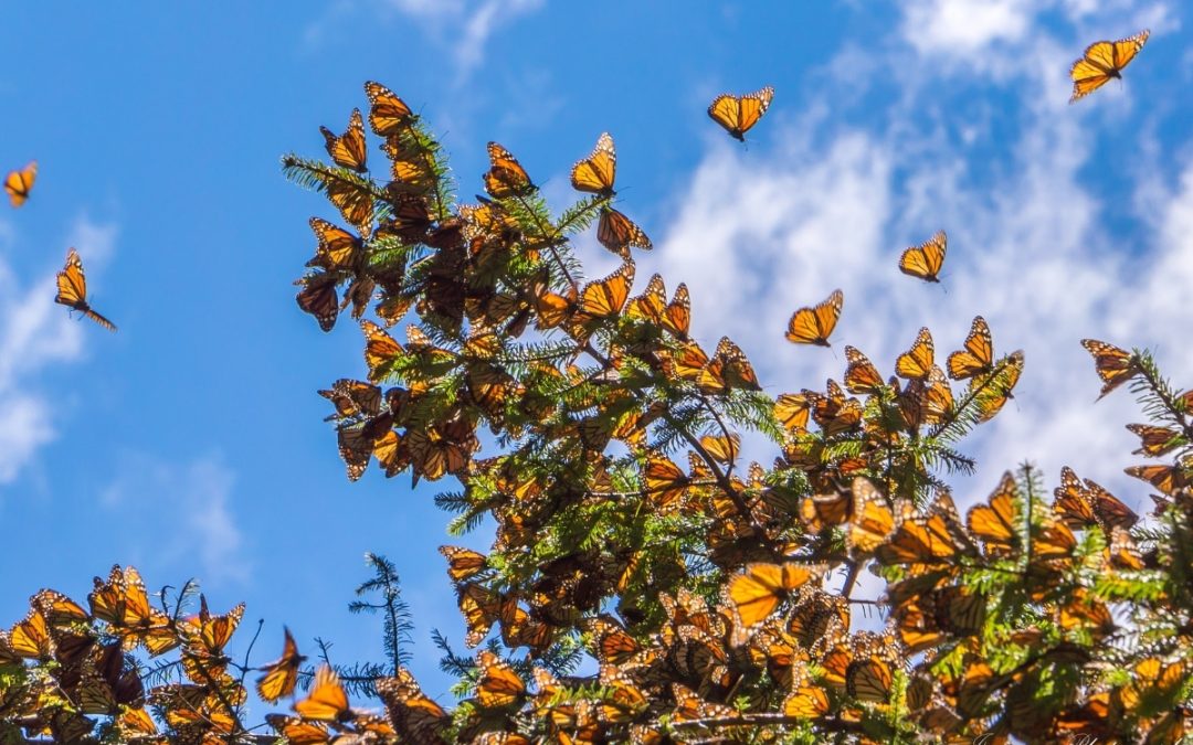Monarch Butterfly credit: JHVEPhoto from Getty Images Pro