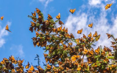 ReforestACCIÓN: Transforming Mexico’s Landscape Through Community and Nature Recovery