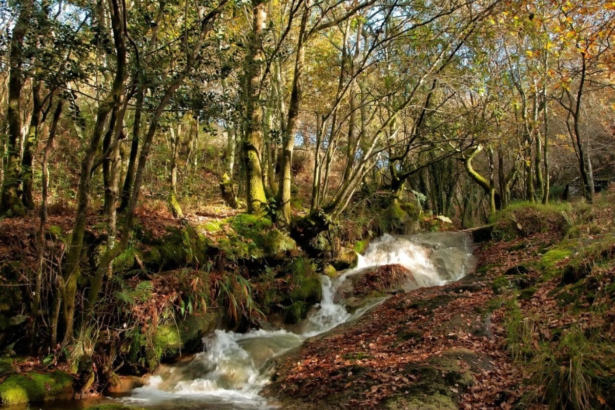 Native woodland in galicia credit fundacion Montescola