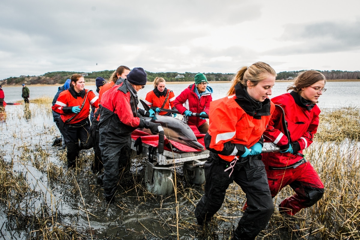 Dolphin rescue credit Andrea Spence IFAW copyright