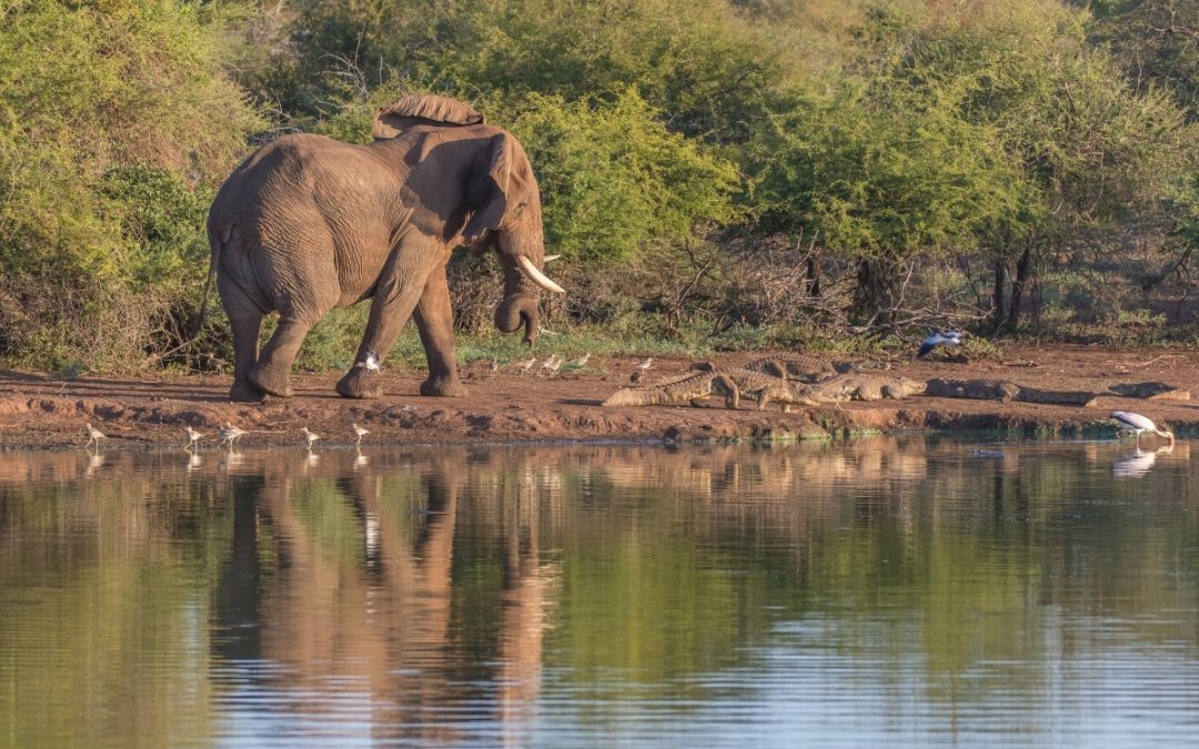 The Ramsar Convention on Wetlands – bringing the elephant into the room at COP15 and beyond.