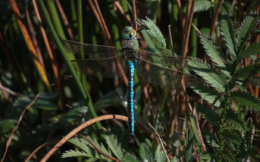 Somerset Wildlands: setting the stepping stones for a wild future