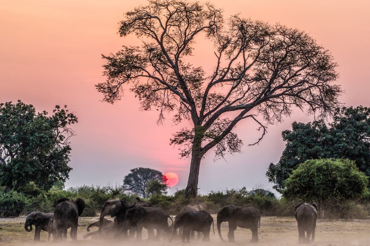 Elephant sunset credit Paula Fink from Getty Images Pro