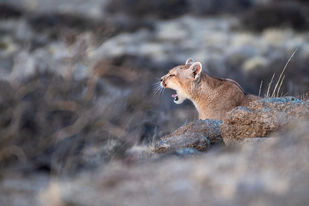 "Puma
