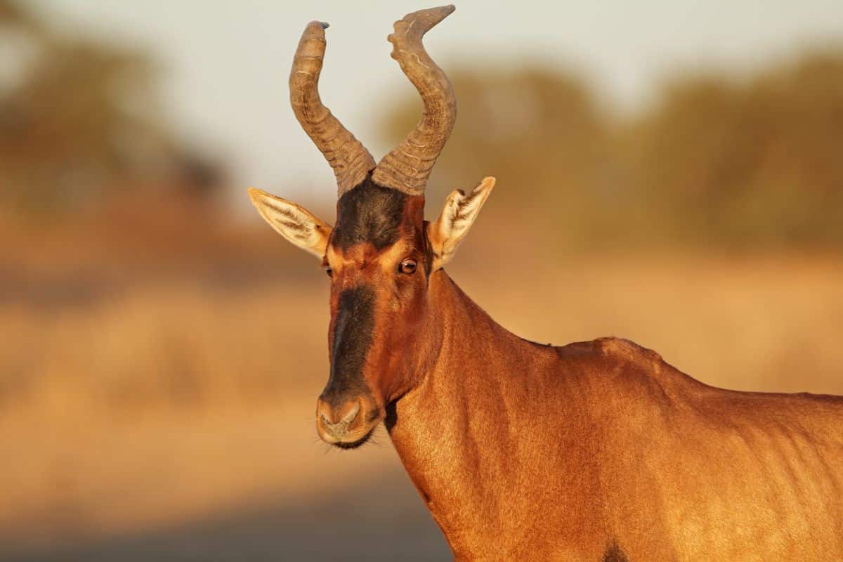 Red Hartebeest. Credits: Nico Smit