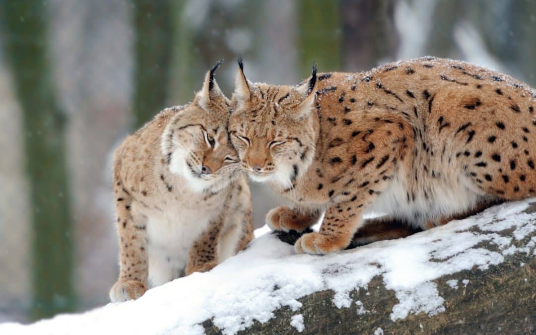Two Lynx credit: Byrdyak from Getty Images Pro
