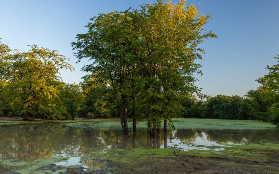Wetland credit: AWE for Nature Foundation