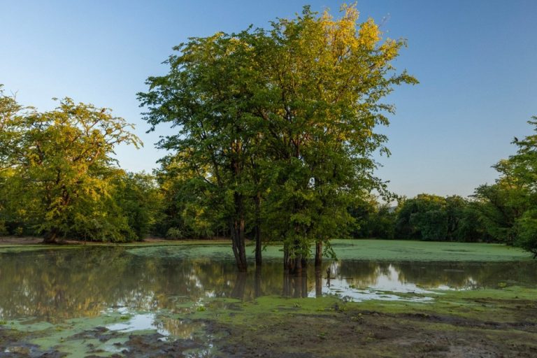 Wetland credit: AWE for Nature Foundation