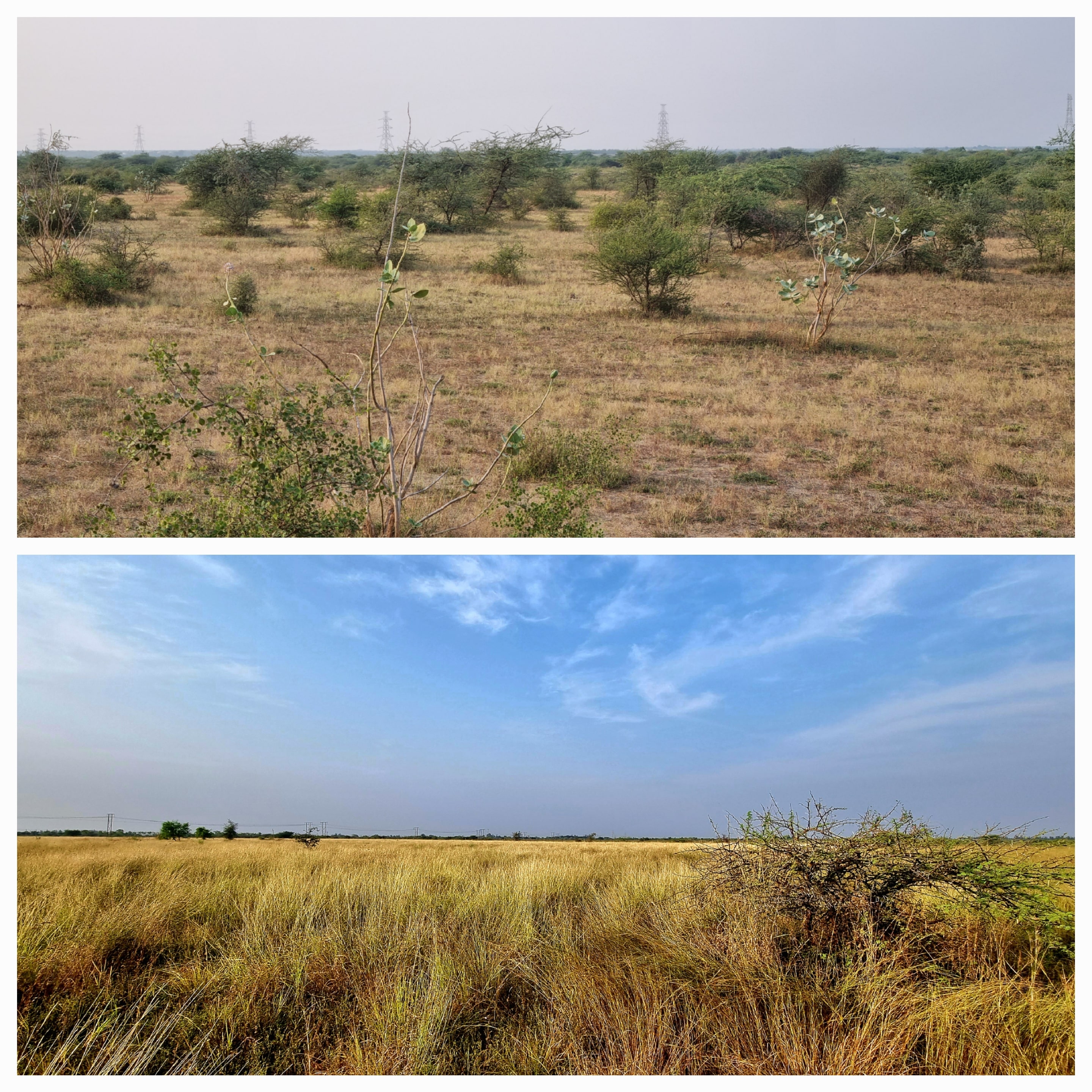 Before and after grasslands source The Corbett Foundation