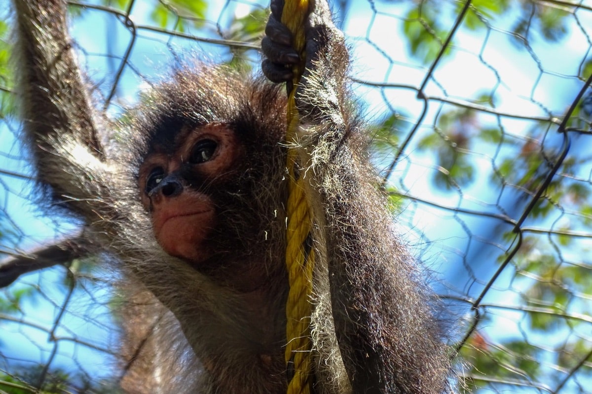 Milo monkey, infant. Credit: CMRP