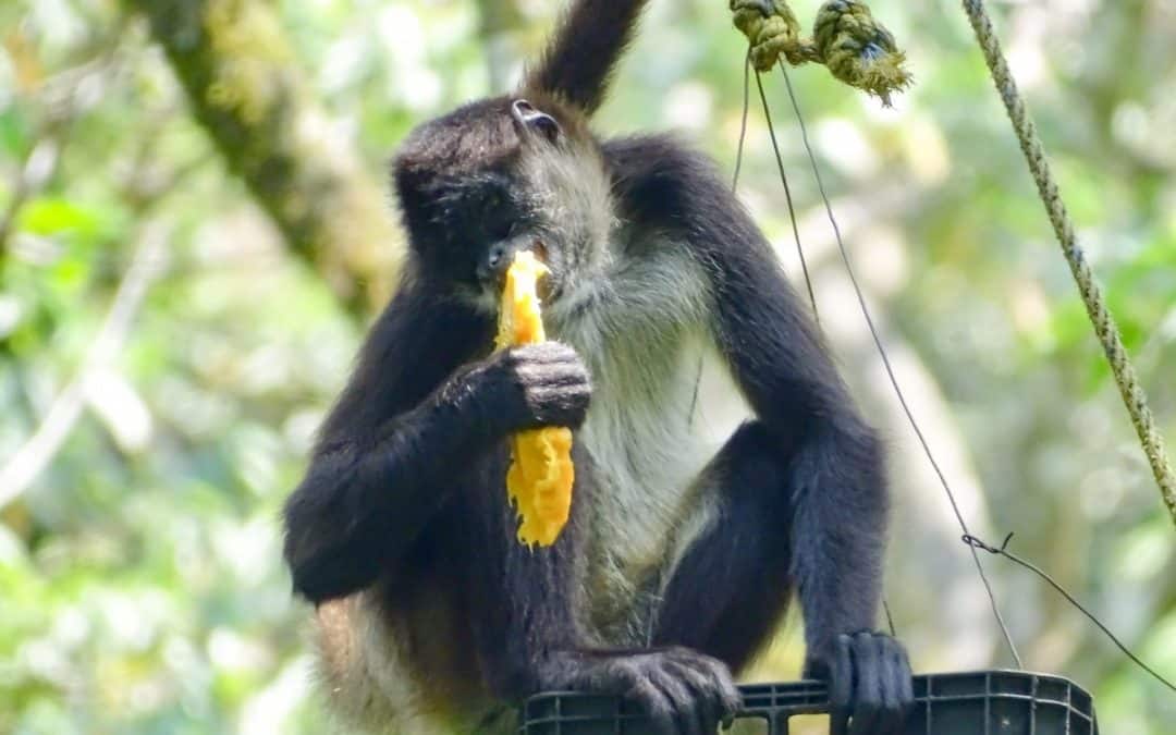 Centro Mexicano de Rehabilitaci&oacute;n de Primates: Bringing Back the Swing and Howl to Mexico&rsquo;s Forests